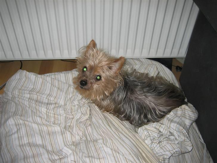 Yorkshire terrier Dino DØD  d. 23/9-07 :( billede 3
