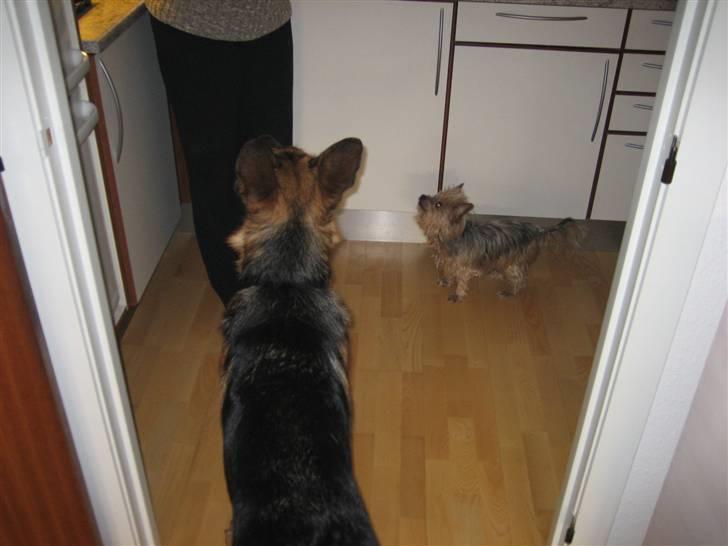 Yorkshire terrier Dino DØD  d. 23/9-07 :( billede 4