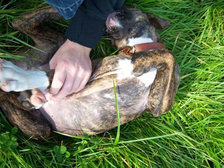 Amerikansk bulldog Bully Chica [ Væk :'(  ] - Legesyg :) billede 17