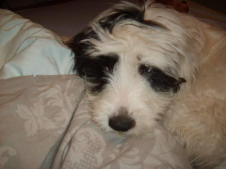 Blanding af racer candy billede 11