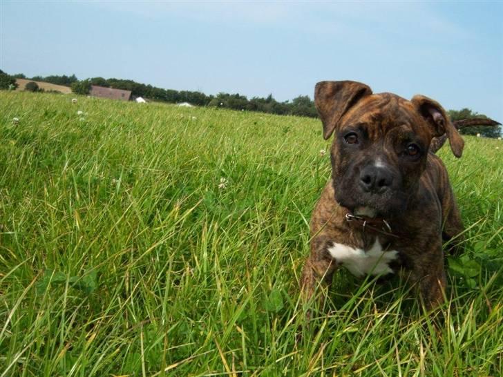 Amerikansk bulldog Bully Chica [ Væk :'(  ] - Vil du ikke lege med mig mere ? :-/ billede 18