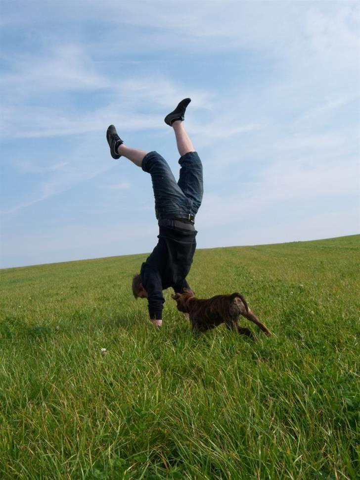 Amerikansk bulldog Bully Chica [ Væk :'(  ] - Hva faaan laver han nu ?? billede 19