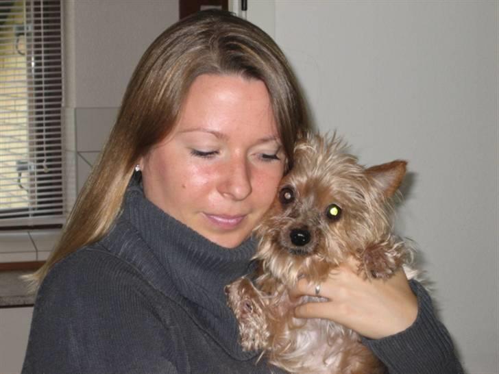 Yorkshire terrier Dino DØD  d. 23/9-07 :( billede 5