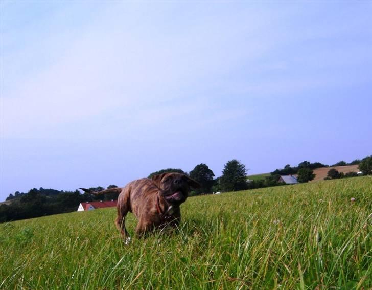 Amerikansk bulldog Bully Chica [ Væk :'(  ] billede 20