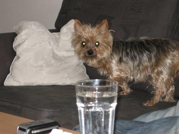 Yorkshire terrier Dino DØD  d. 23/9-07 :( billede 6