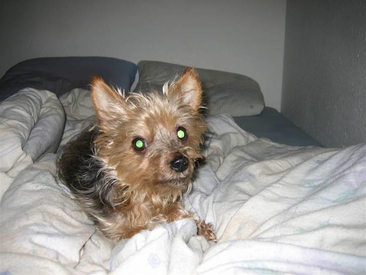 Yorkshire terrier Dino DØD  d. 23/9-07 :( billede 7