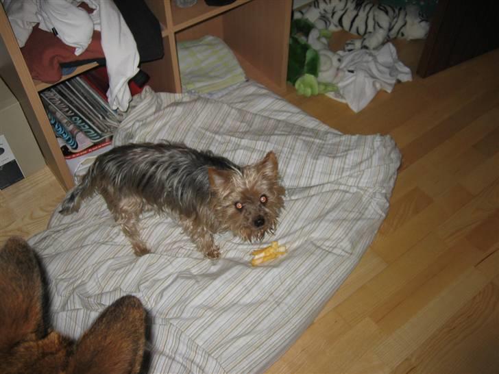 Yorkshire terrier Dino DØD  d. 23/9-07 :( billede 8