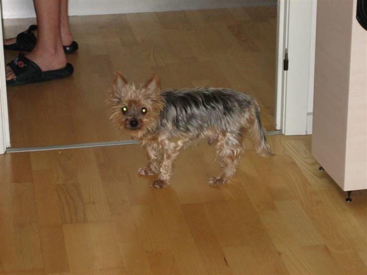 Yorkshire terrier Dino DØD  d. 23/9-07 :( billede 9