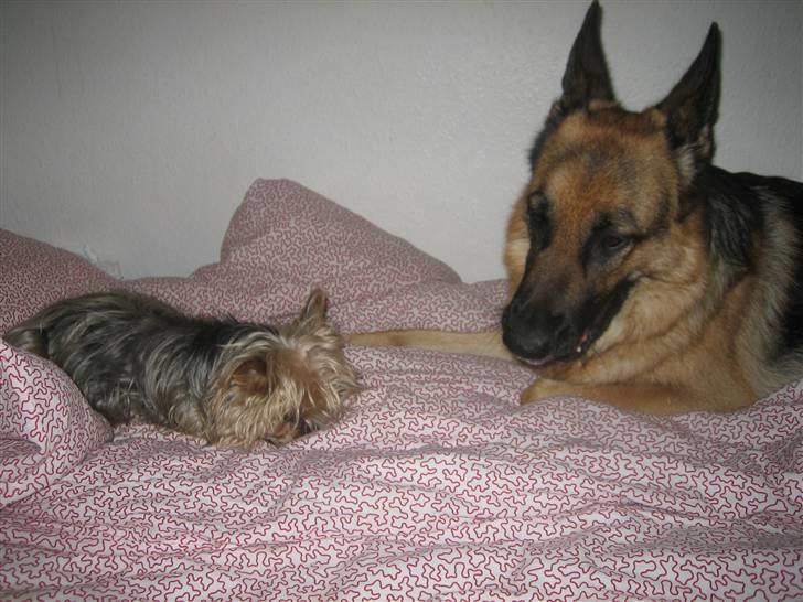 Yorkshire terrier Dino DØD  d. 23/9-07 :( billede 10