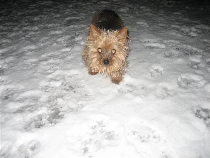 Yorkshire terrier Dino DØD  d. 23/9-07 :( billede 11