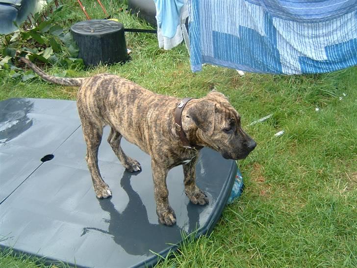 Dogo canario Leonardo (R.I.P) billede 12