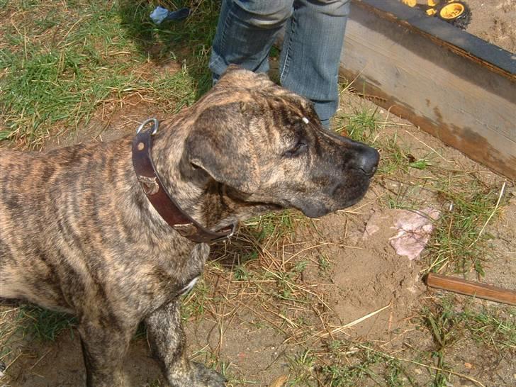 Dogo canario Leonardo (R.I.P) billede 13