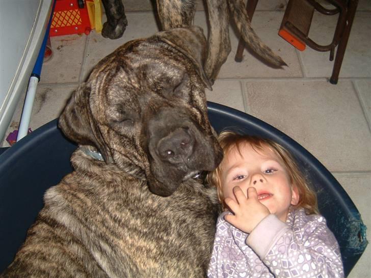 Dogo canario Tamlis Prince Luca R.I.P billede 1