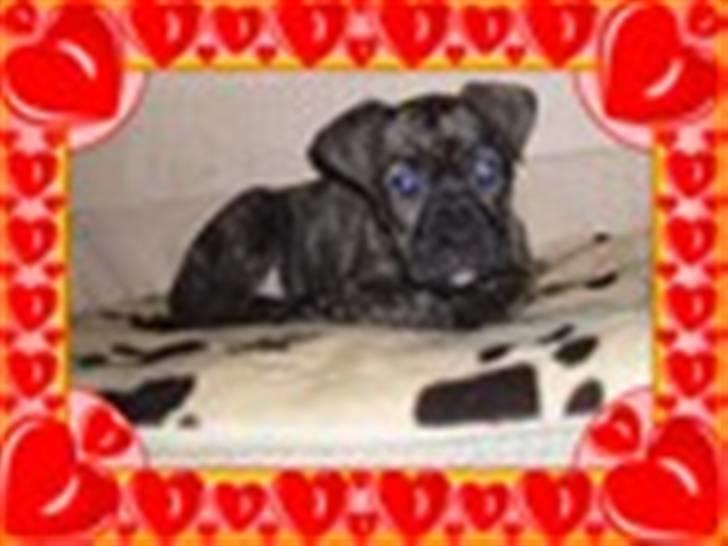 Dogo canario Tamlis Prince Luca R.I.P billede 4