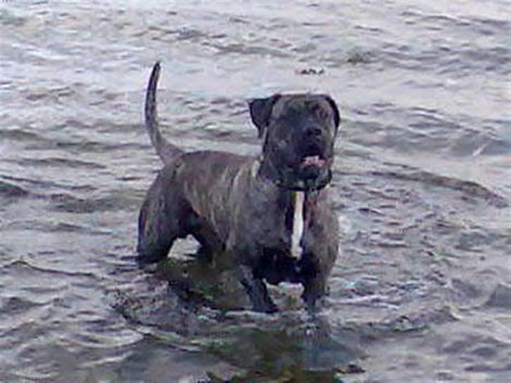 Dogo canario Tamlis Prince Luca R.I.P billede 5