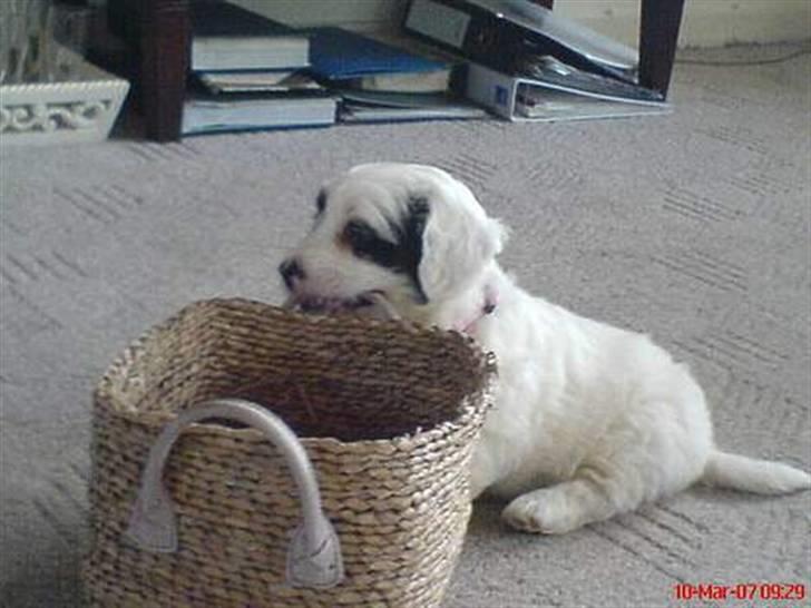 Blanding af racer candy billede 12