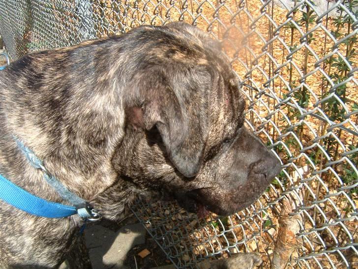 Dogo canario Tamlis Prince Luca R.I.P billede 7