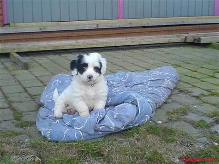 Blanding af racer candy billede 13