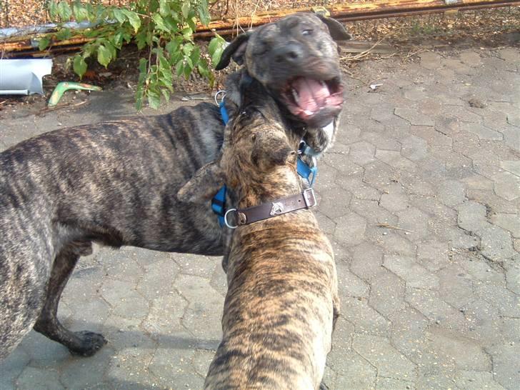 Dogo canario Tamlis Prince Luca R.I.P billede 8