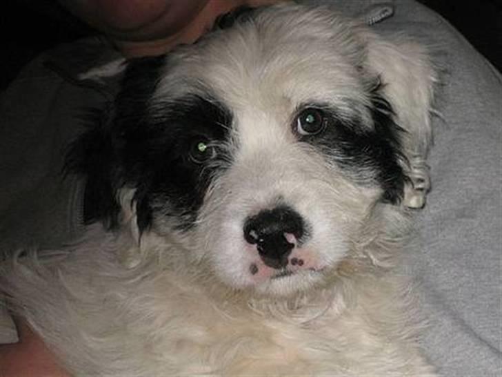 Blanding af racer candy billede 14