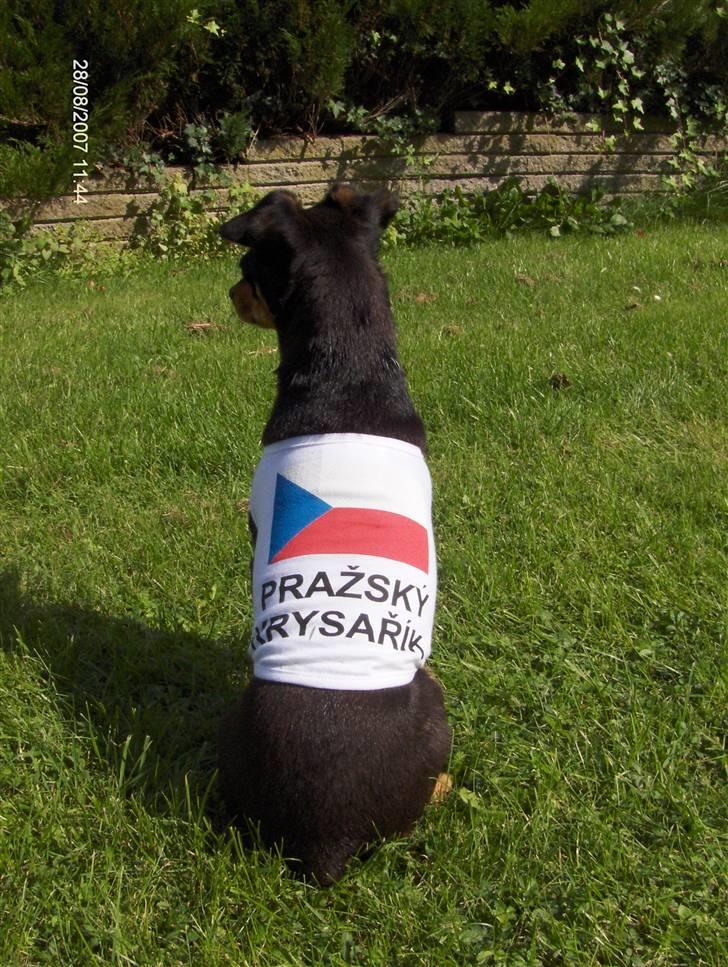 Blanding af racer Dino billede 15