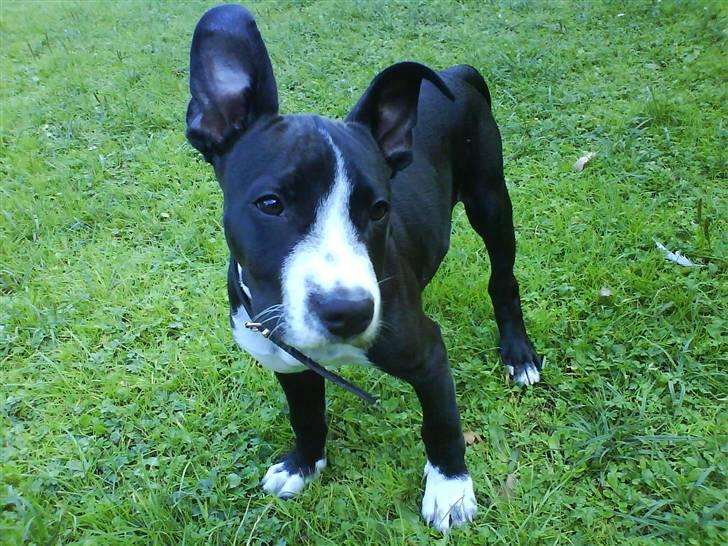 Amerikansk staffordshire terrier Chico billede 8