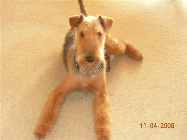 Airedale terrier Mille død:( - jeg er sød ikke billede 1