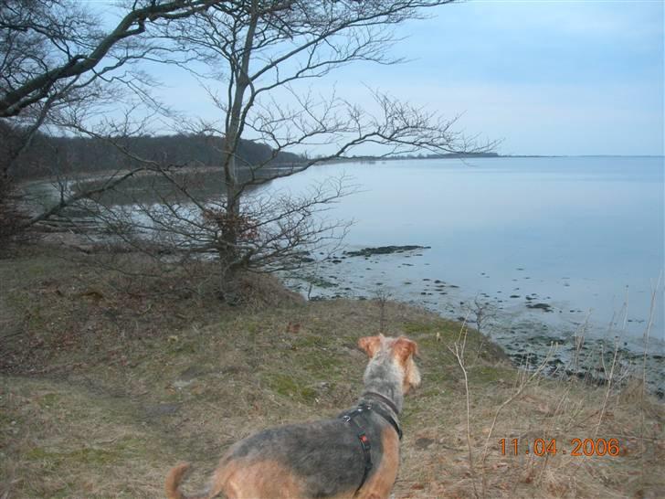Airedale terrier Mille død:( - Mille kikker længselsfuldt ud over Guldborgsund. billede 2