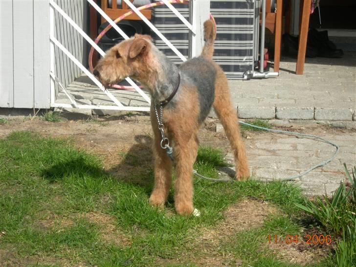 Airedale terrier Mille død:( - en tur i haven det er altid godt billede 3