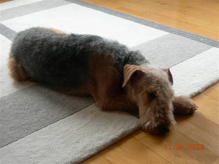 Airedale terrier Mille død:( - mille er lidt træt her billede 4