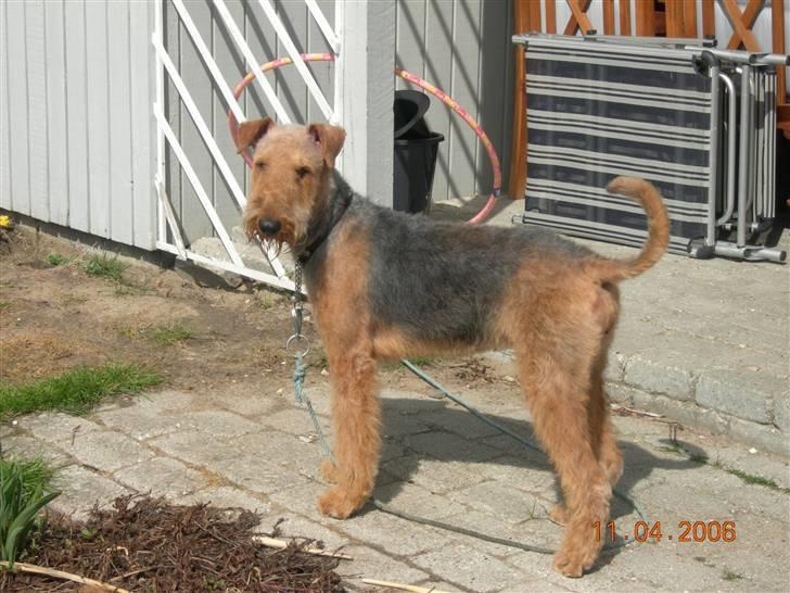 Airedale terrier Mille død:( - altid godt at lege med familien i haven? det syntes mille hvertfald... billede 5