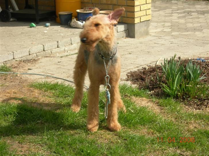 Airedale terrier Mille død:( - det er dejligt med lidt luft billede 6