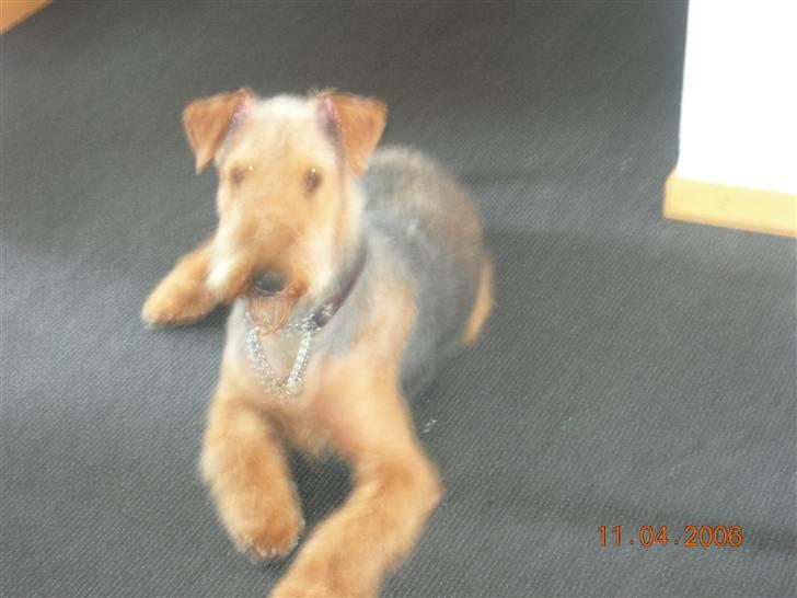 Airedale terrier Mille død:( - mille er bare sød billede 7