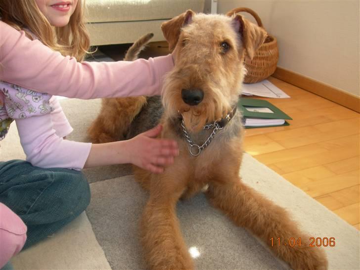 Airedale terrier Mille død:( - her er mille lige blevet trimmet billede 8