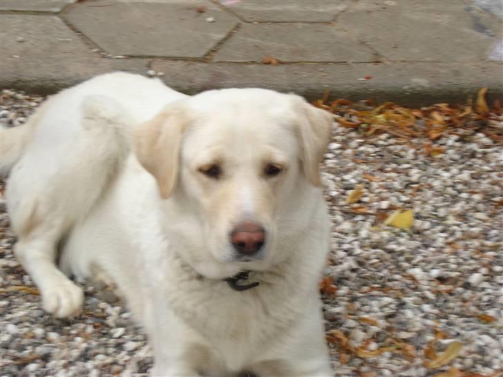 Blanding af racer Tilde <3 *R.I.P* billede 2