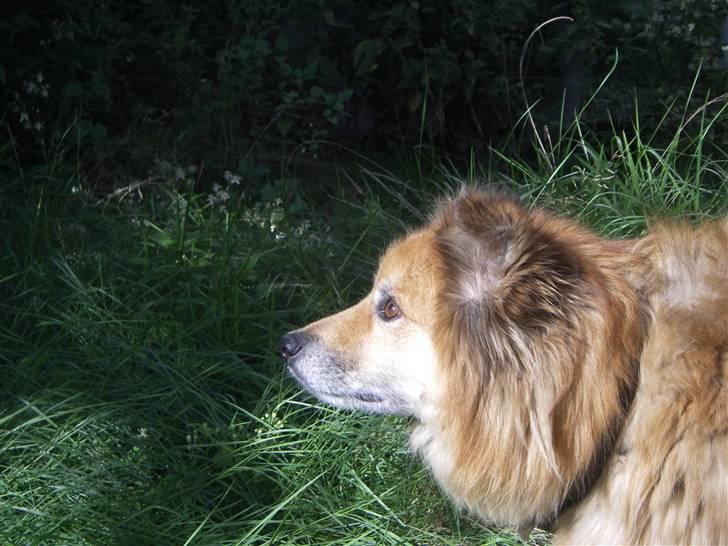 Islandsk fårehund Flóki - Smukke Tukki [taget af mig] billede 13