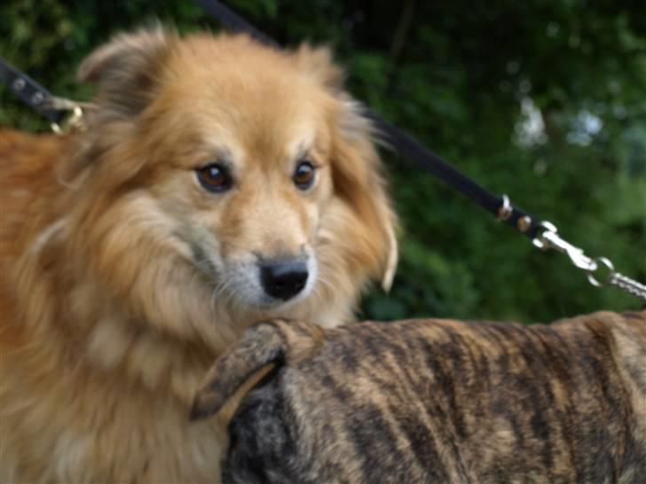 Islandsk fårehund Flóki - Ærgeligt at det er sløret. Men han er bare sød [taget af mig] billede 14