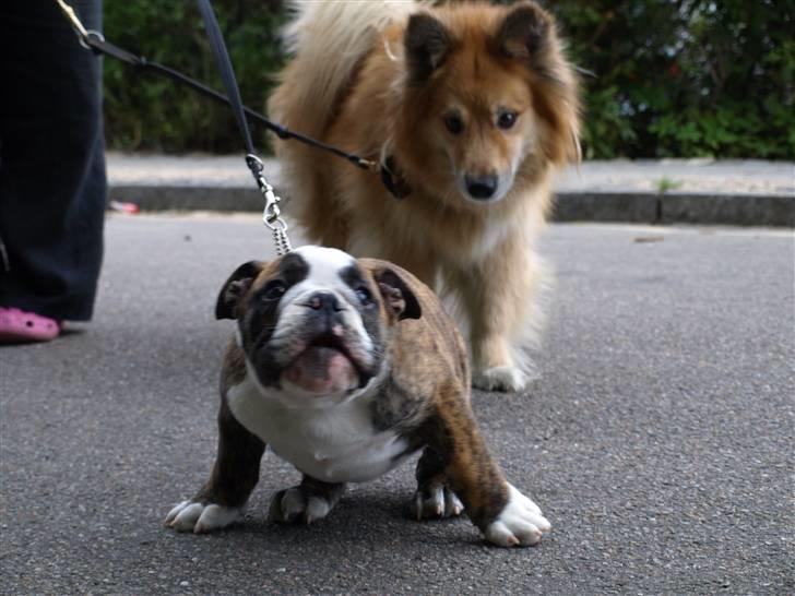 Islandsk fårehund Flóki - Ved godt Valder er i fokus. Men Tukki ser bare så sød ud [taget af mig] billede 15