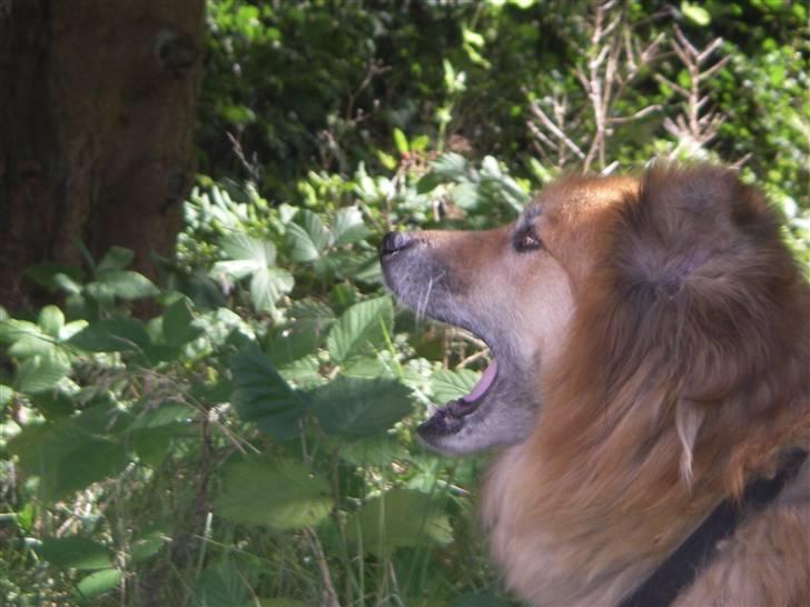Islandsk fårehund Flóki - Gaab :D Fine bisser!! [taget af mig] billede 16
