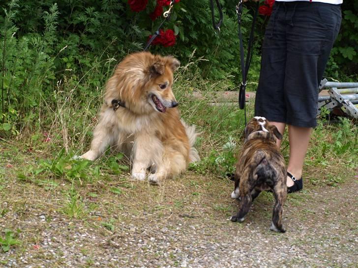 Islandsk fårehund Flóki - Tukki ser på Valder [taget af mig] billede 17