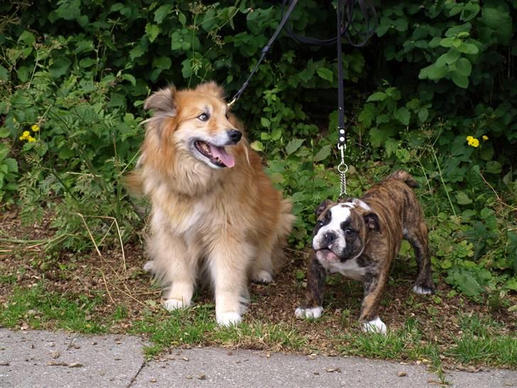 Islandsk fårehund Flóki - Tukki og Valder [taget af mig] billede 18