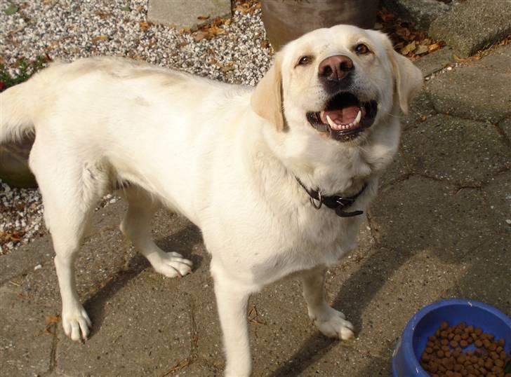 Blanding af racer Tilde <3 *R.I.P* billede 5