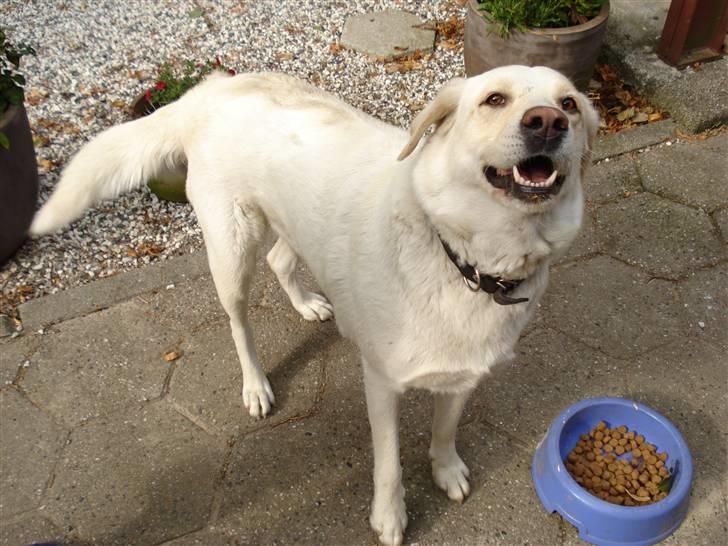 Blanding af racer Tilde <3 *R.I.P* billede 6