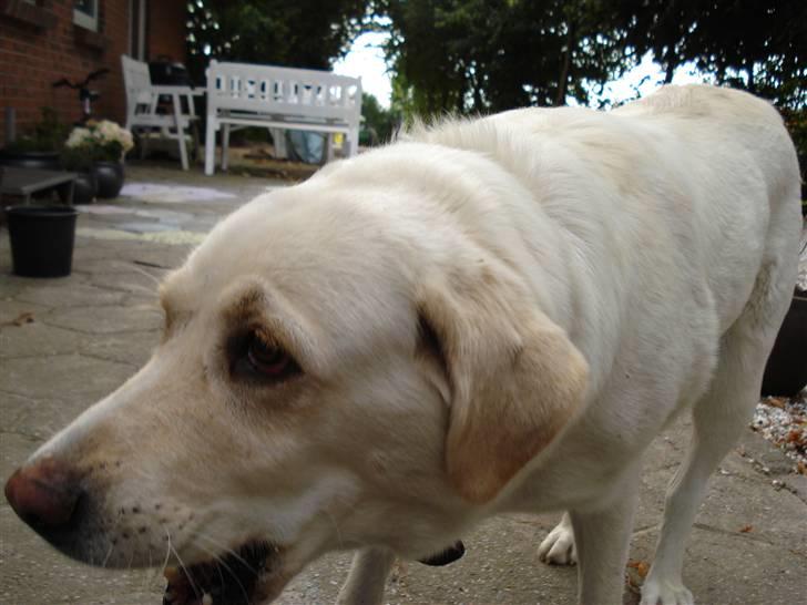 Blanding af racer Tilde <3 *R.I.P* billede 7