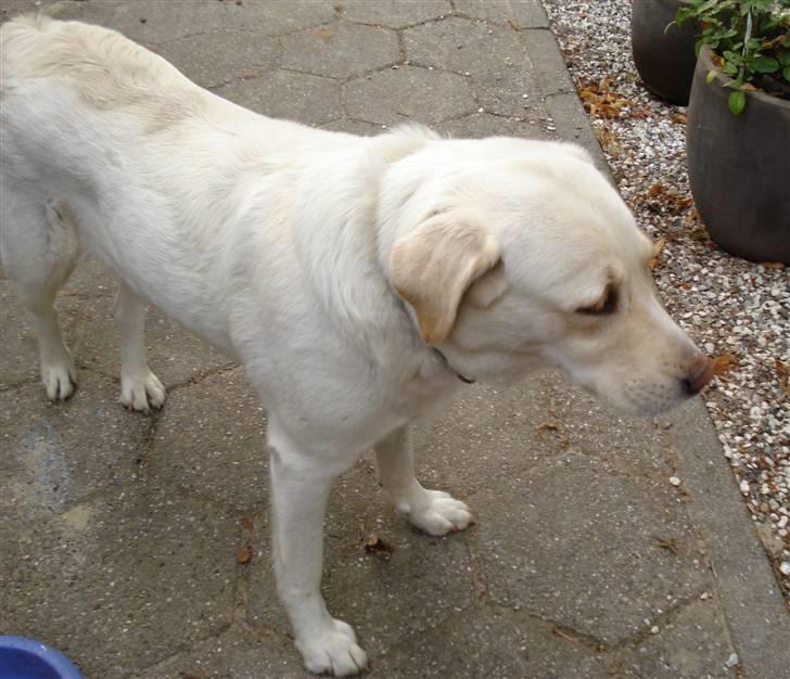 Blanding af racer Tilde <3 *R.I.P* billede 8