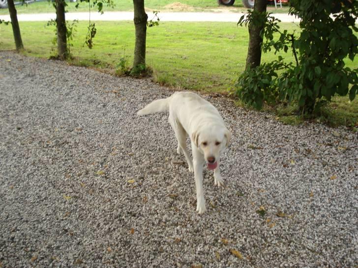 Blanding af racer Tilde <3 *R.I.P* billede 9