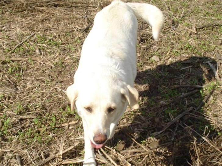 Blanding af racer Tilde <3 *R.I.P* billede 10