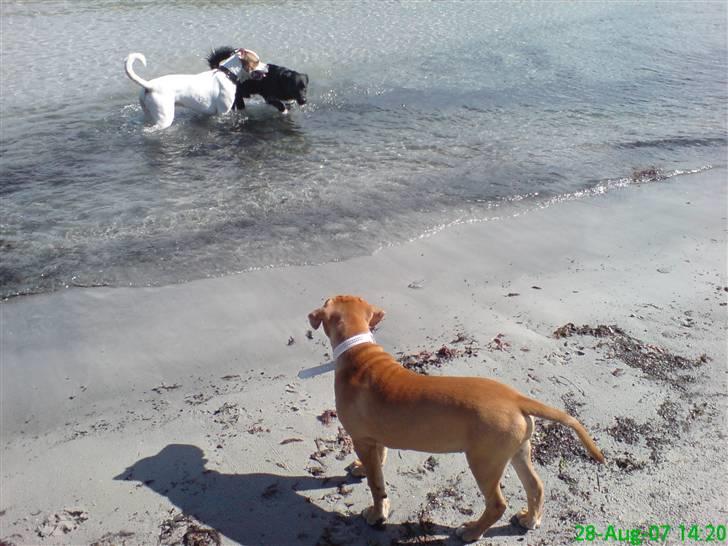 Blanding af racer Diva R.I.P Baby-D - Er Lidt Bange For Det Der Kolde Våde Noget d. 28-08-07 billede 13