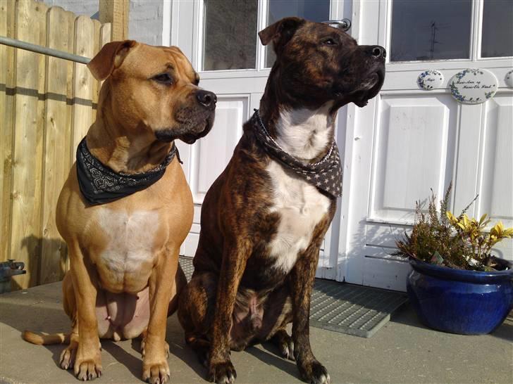 Blanding af racer Diva R.I.P Baby-D - 13-04-10 billede 14