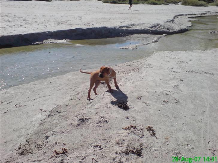 Blanding af racer Diva R.I.P Baby-D billede 15